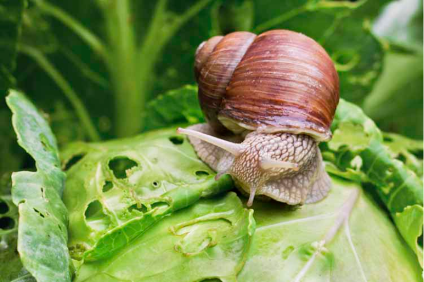 slakken moestuin welkoop